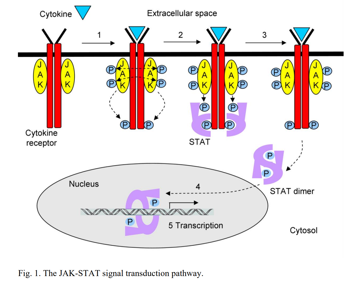The JAK-STAT signaling pathway