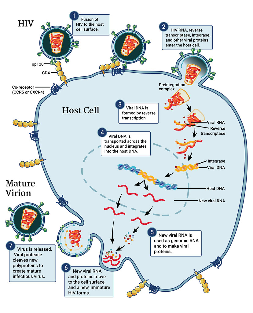 HIV, a Typical Retrovirus Life Cycle