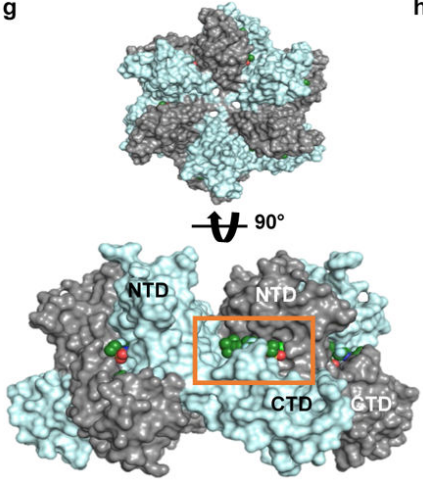 Understanding the Mechanism of Action of Lenacapavir: A Novel HIV Capsid Inhibitor