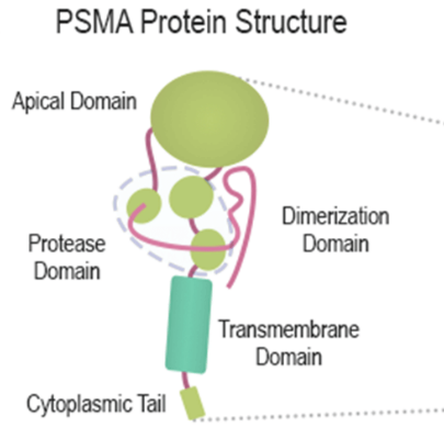PSMA protein structure as the current R&D focus in the RDCs field