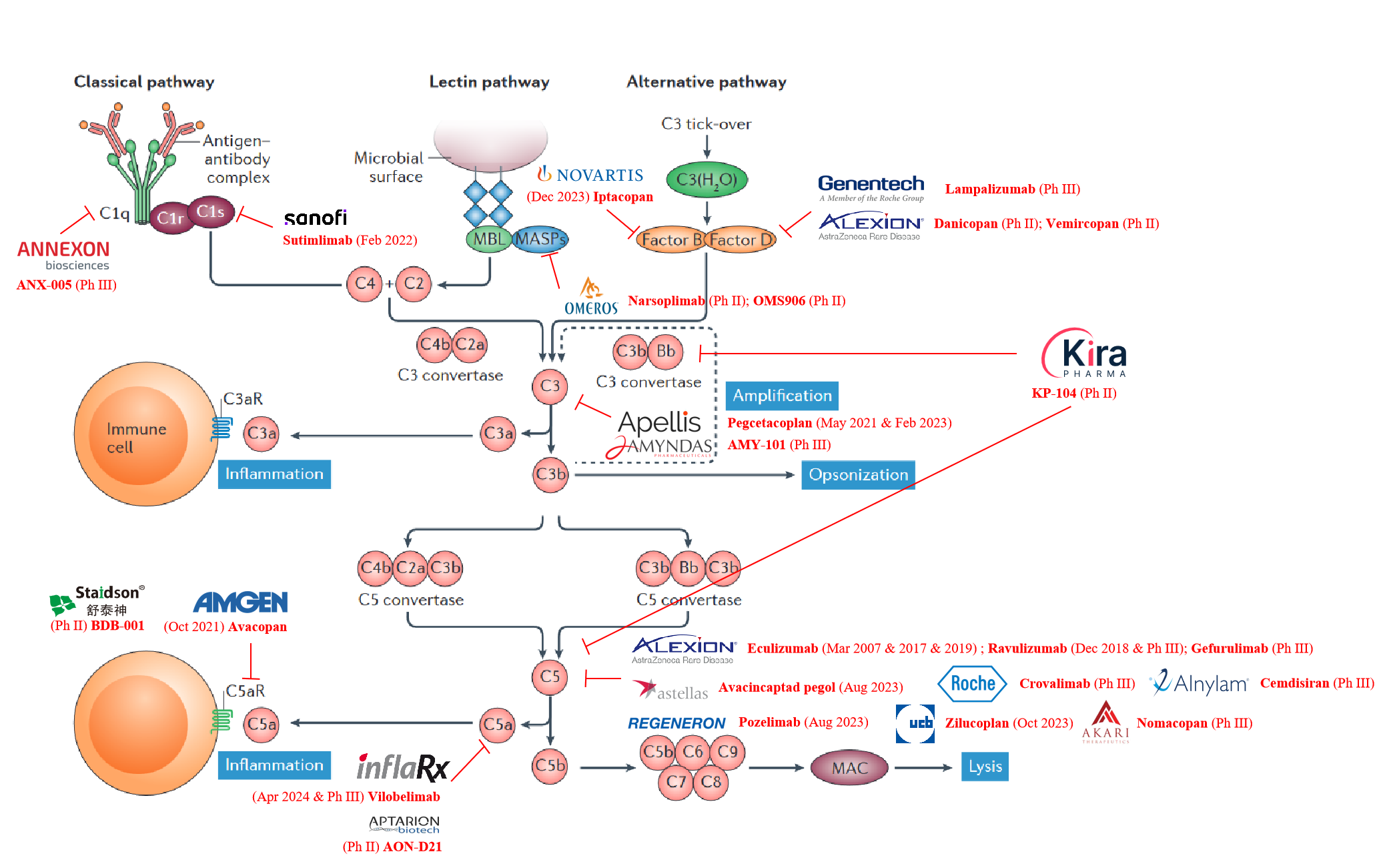 The Complement System: A Frontier in Drug Development