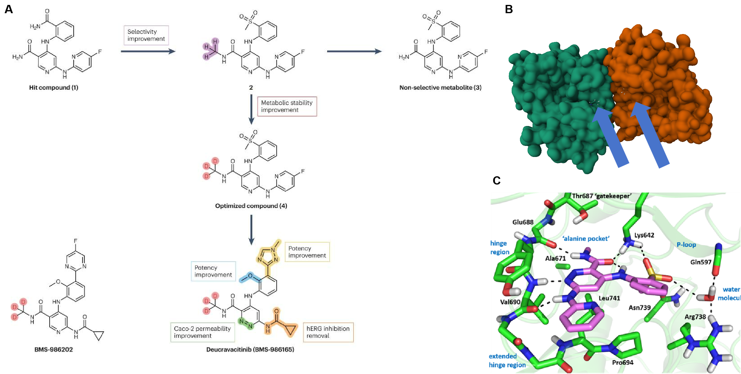 design of Deucravacitinib - interaction of ligand of TYK2 JH2 with deucravacitinib lead compound