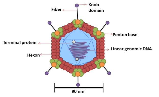 Understanding Oncolytic Viruses and UB084 for Global Partnership
