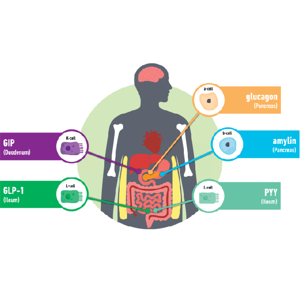 Future Medications for Obesity