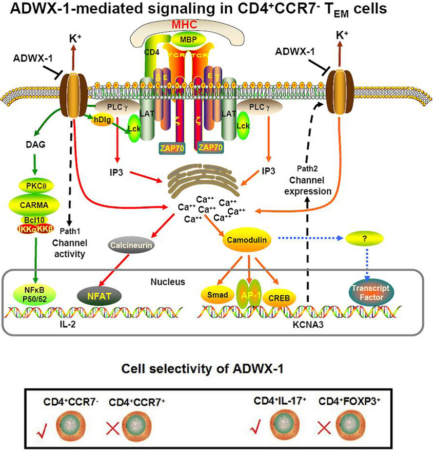 Putative-mechanisms-of-the-effect-of-the-Kv1-3-blocker-ADWX-1-on-T-EM-cells-ADWX-1