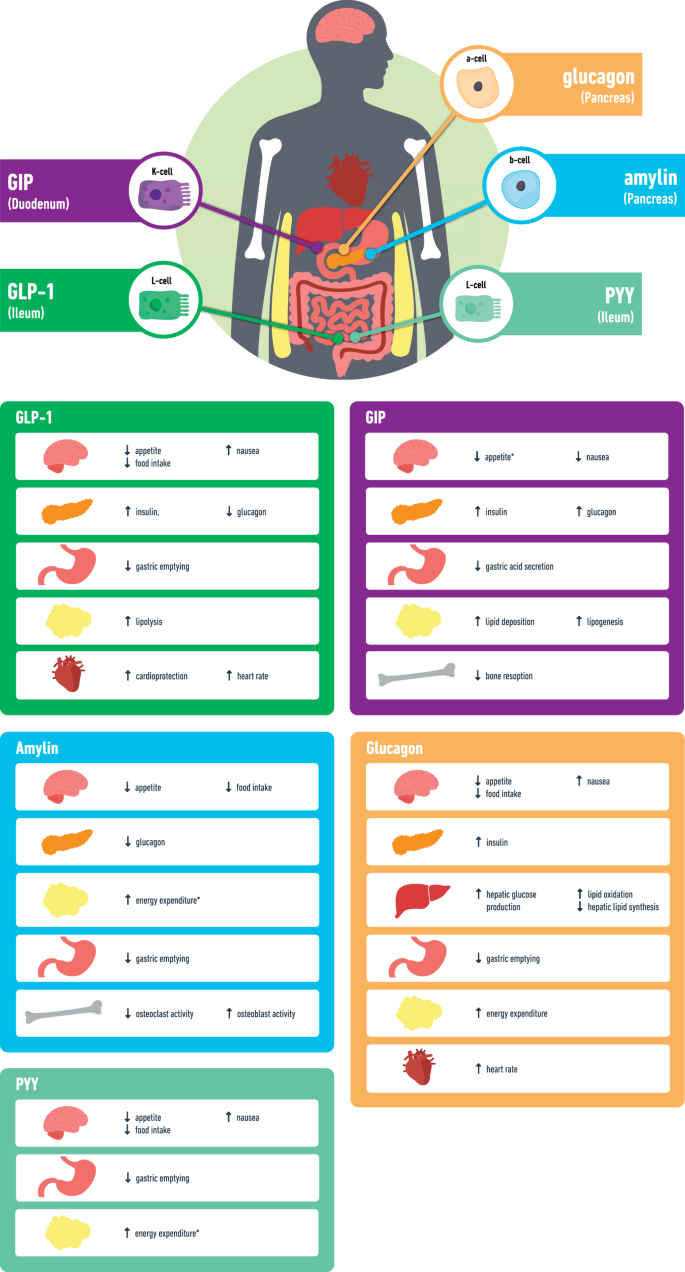 Secretion and main actions of the gut hormones used in the pipeline obesity treatments.