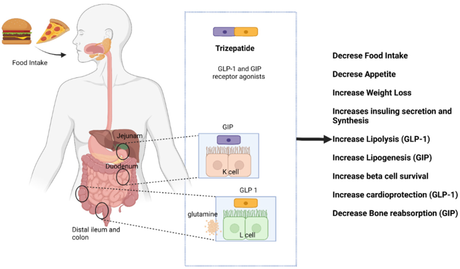 Mechanism of action of tirzepatide.png
