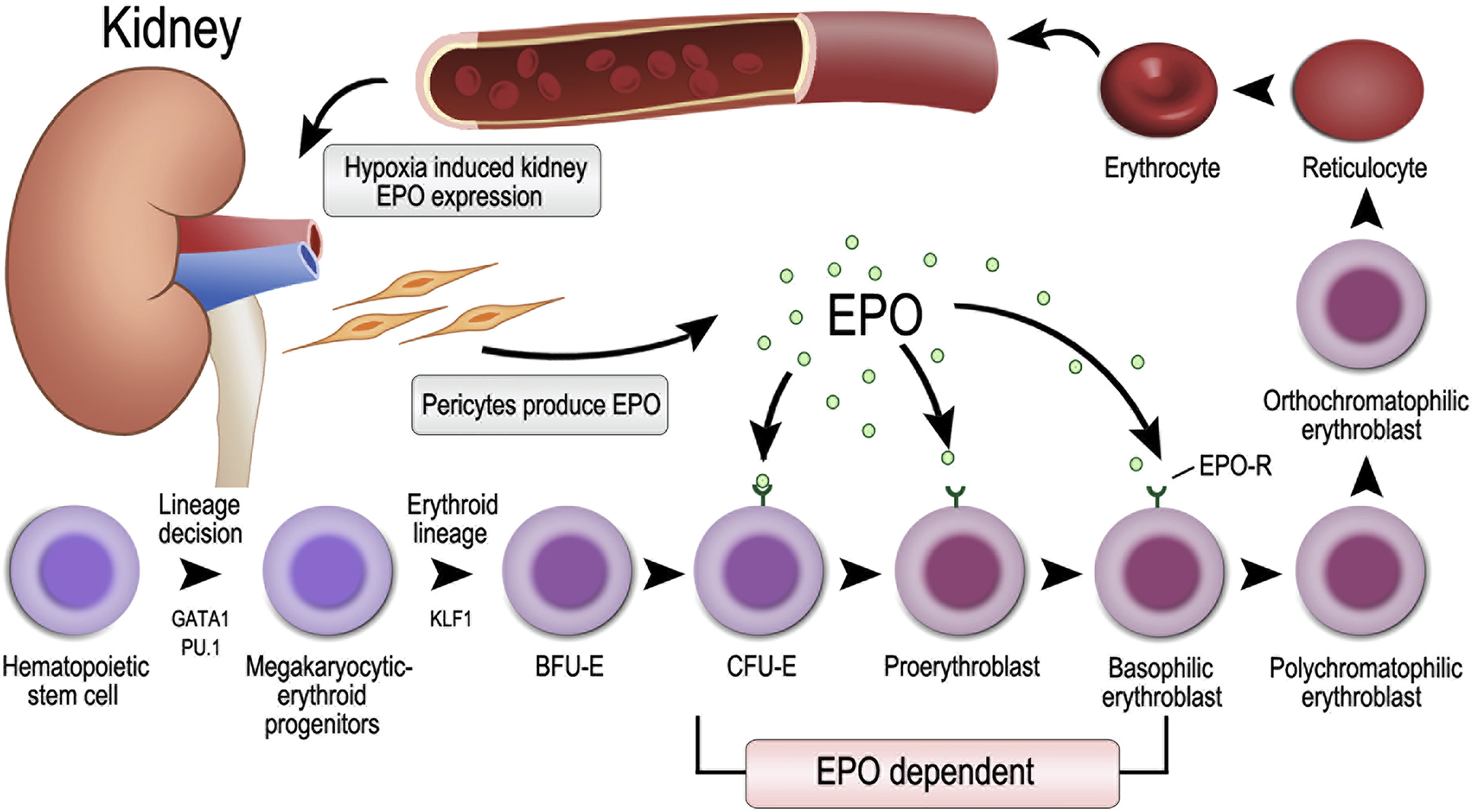 EPO MOA