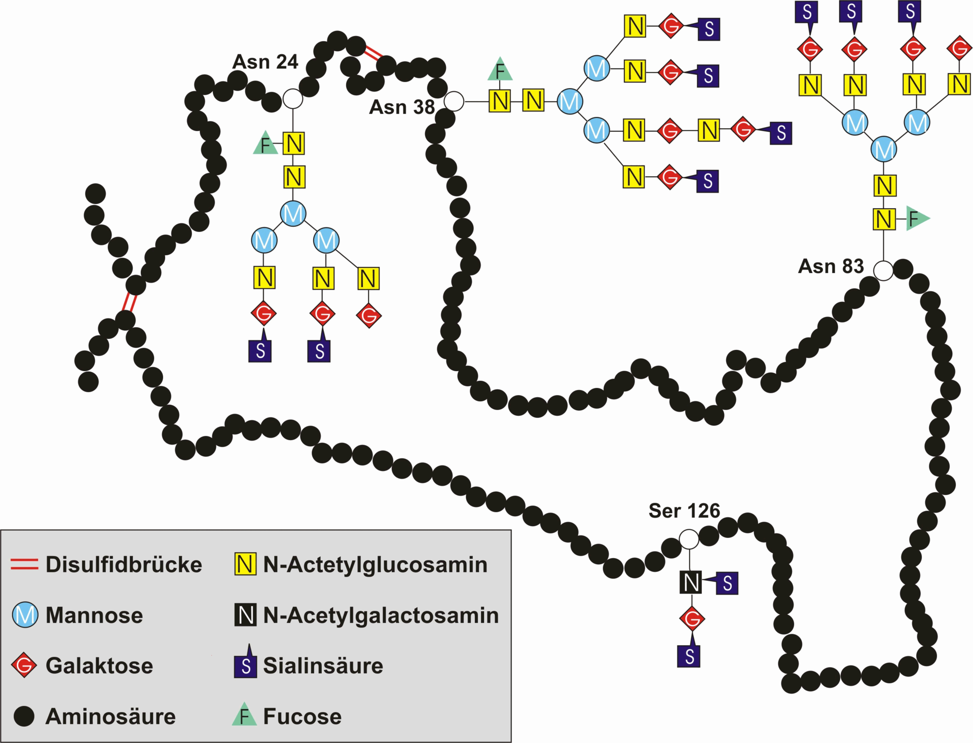 EPO primary structure