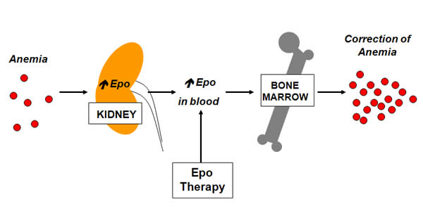 EPO and anemia
