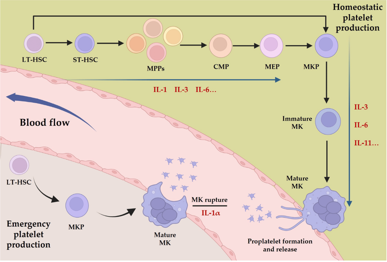 IL-11 and MK cell and platelet production