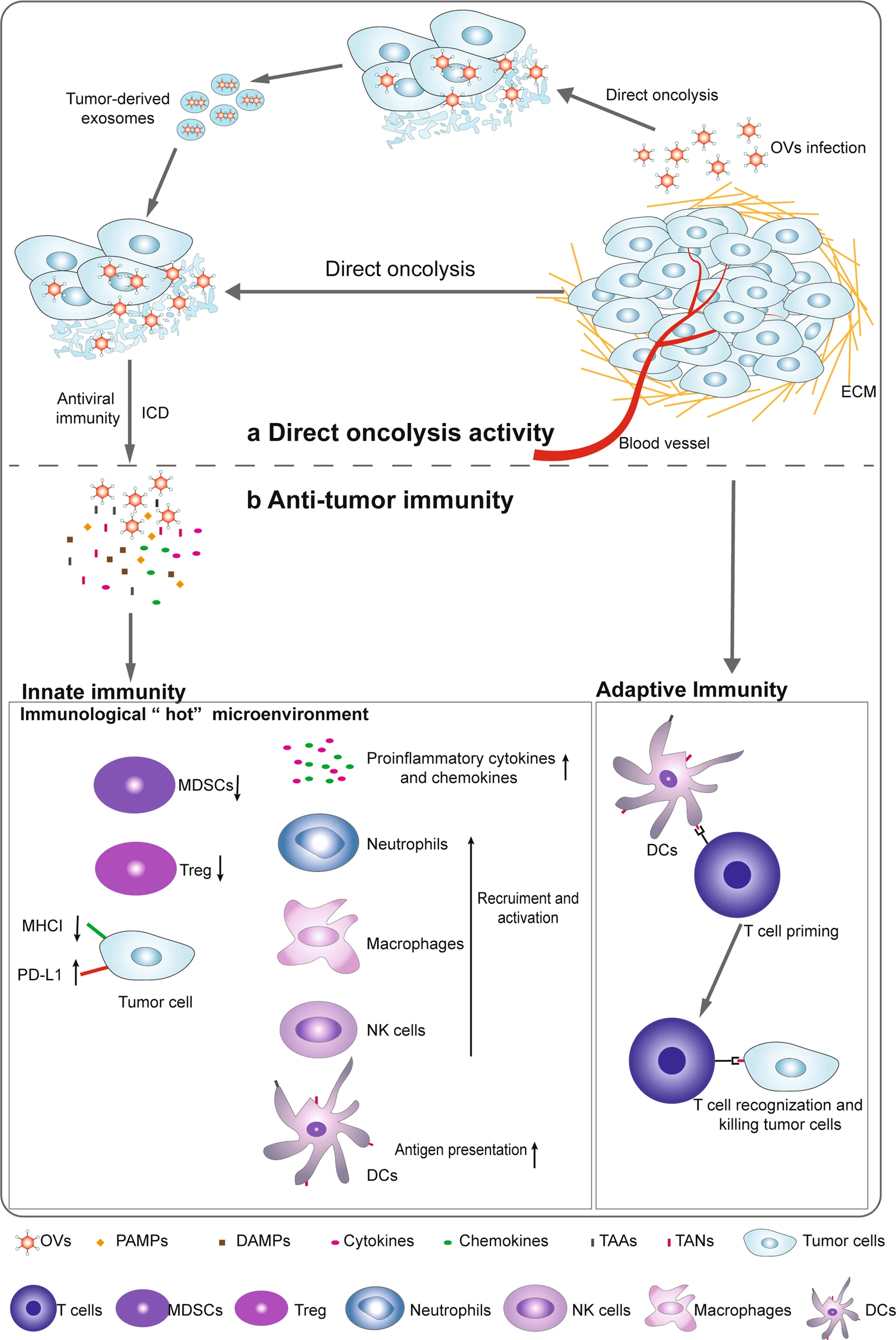 General Mechanism of Oncolytic Virus