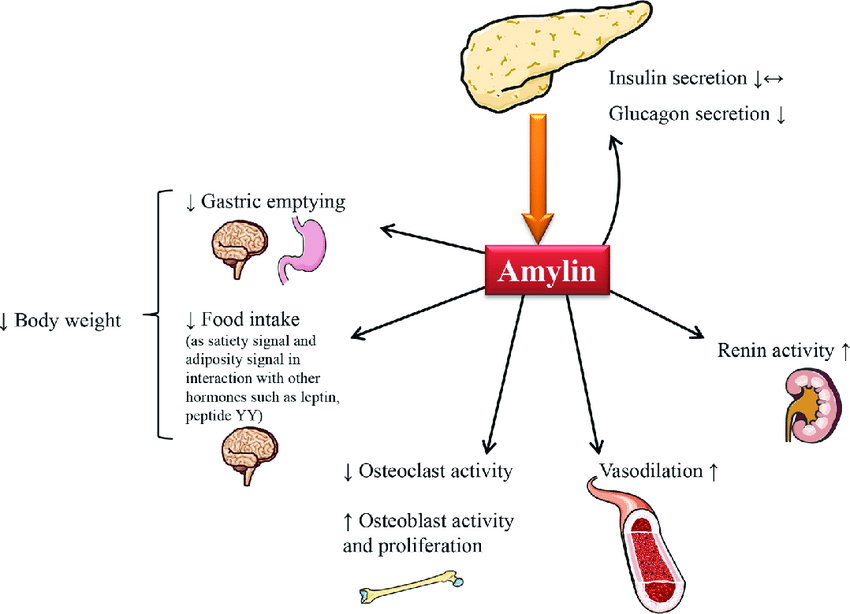 Physiological-role-of-amylin-IAPP-has-endocrine-as-well-as-auto-paracrine-effects-It