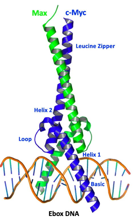 c-Myc Max Dimer bound to E-box DNA